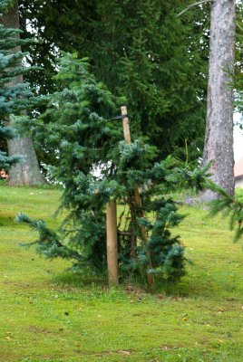 Picea omorika 'Bautzen' - smrk omorika - celek